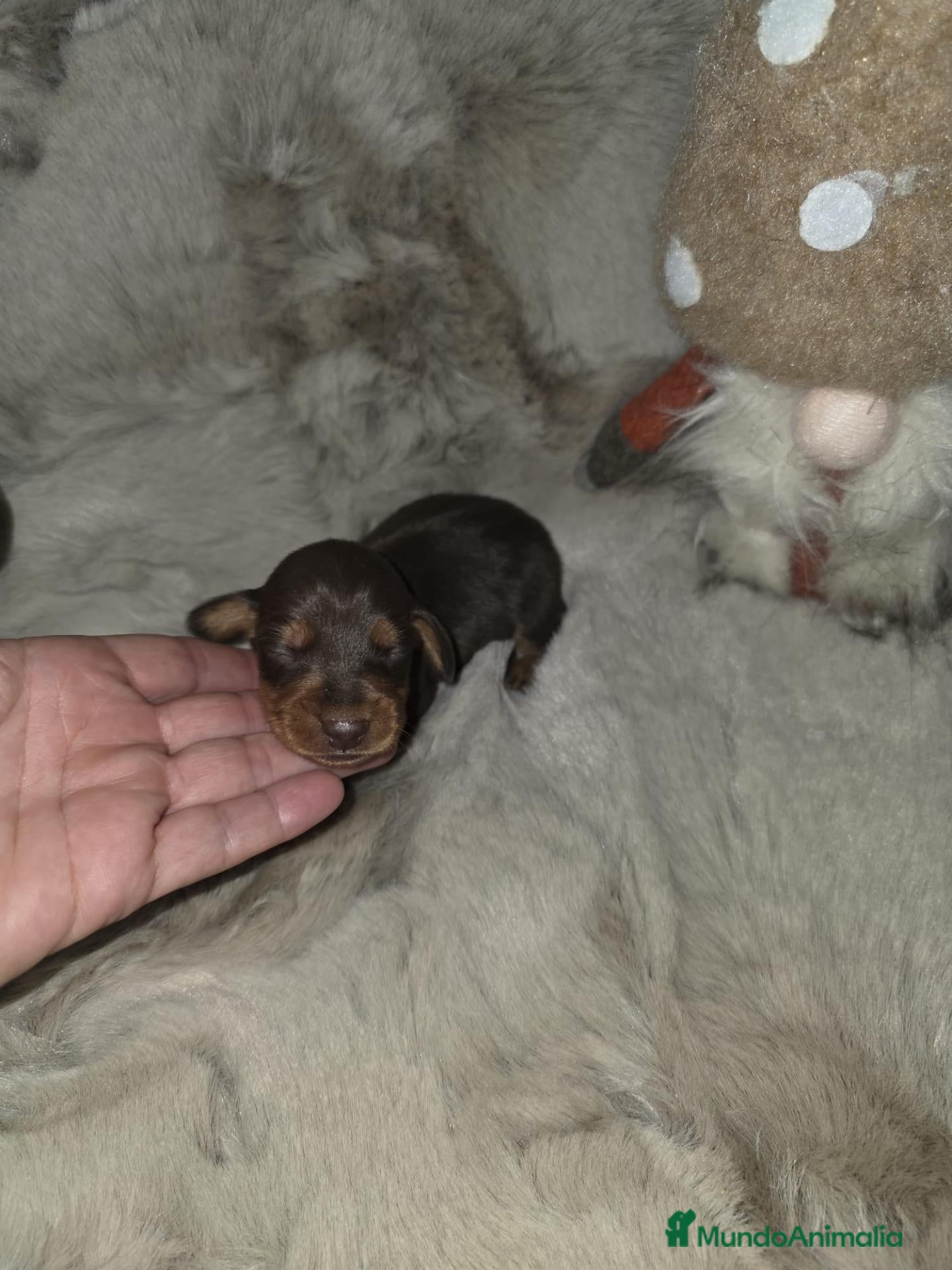 Teckel Miniatura perros en venta: Macho teckel kanichen  - Anuncio 1