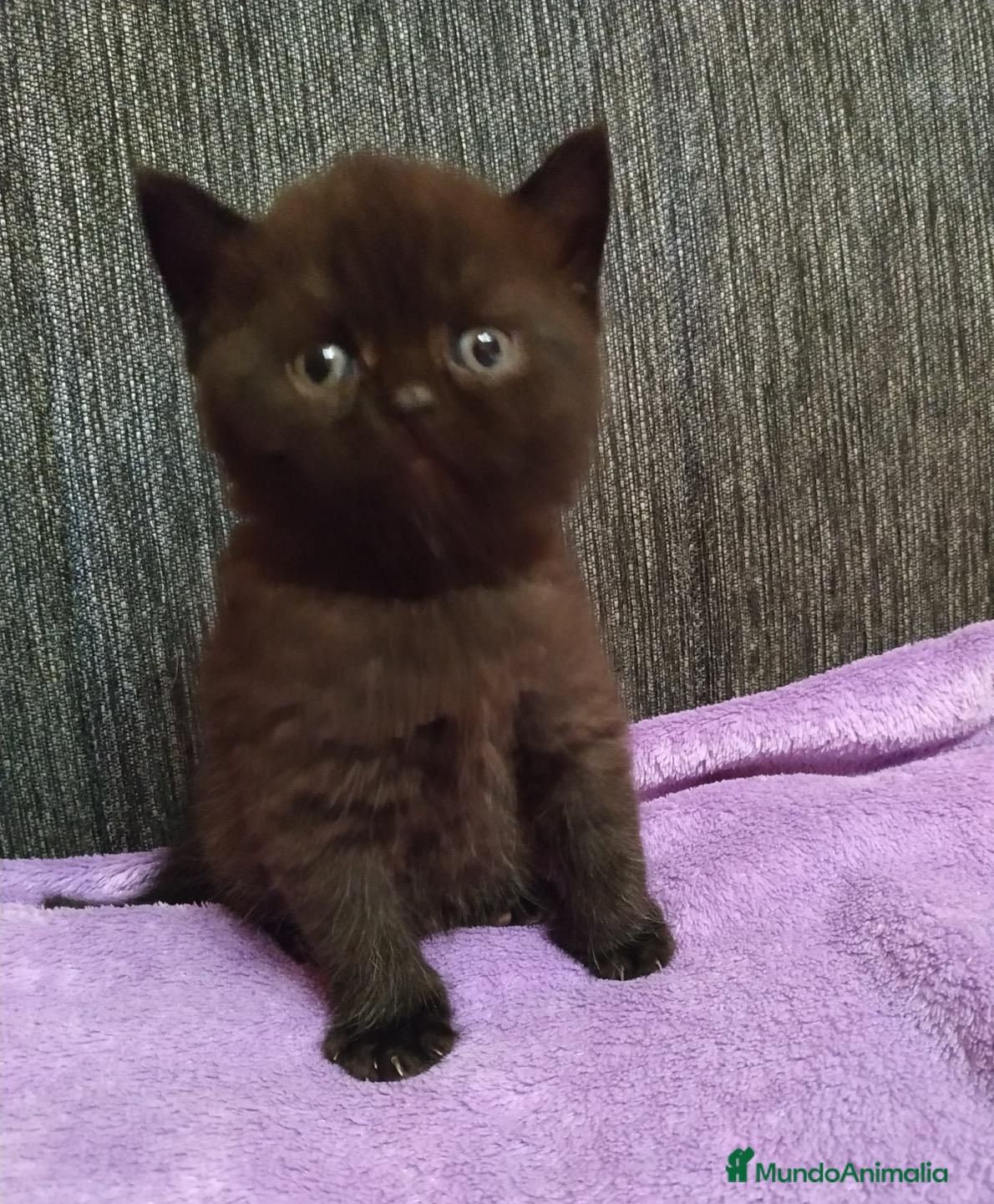 Scottish Straight gatos Scotis straing  - Anuncio 1