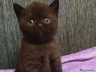 Scottish Straight gatos Scotis straing - Anuncio 1