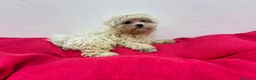 Bichón Maltés perros en venta: Bichon maltes  - Anuncio 4