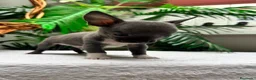 Chihuahua perros en venta: 🐾 CHIHUAHUA BLUE 🐾   - Anuncio 2