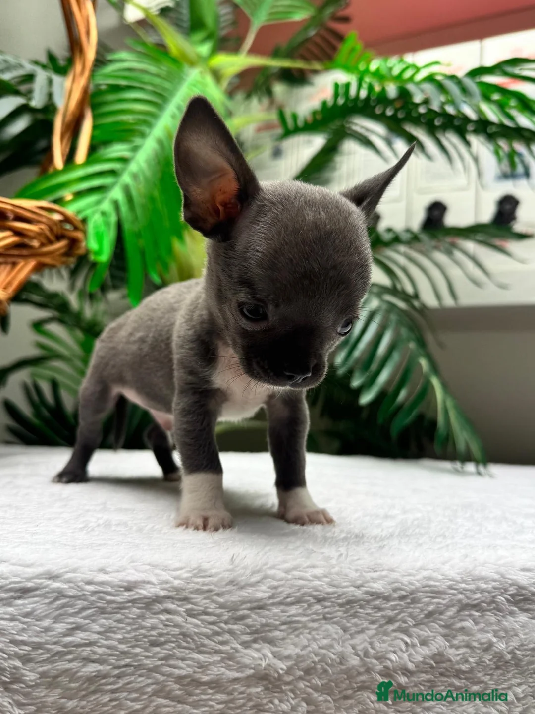 Chihuahua perros en venta: 🐾 CHIHUAHUA BLUE 🐾   - Anuncio 2