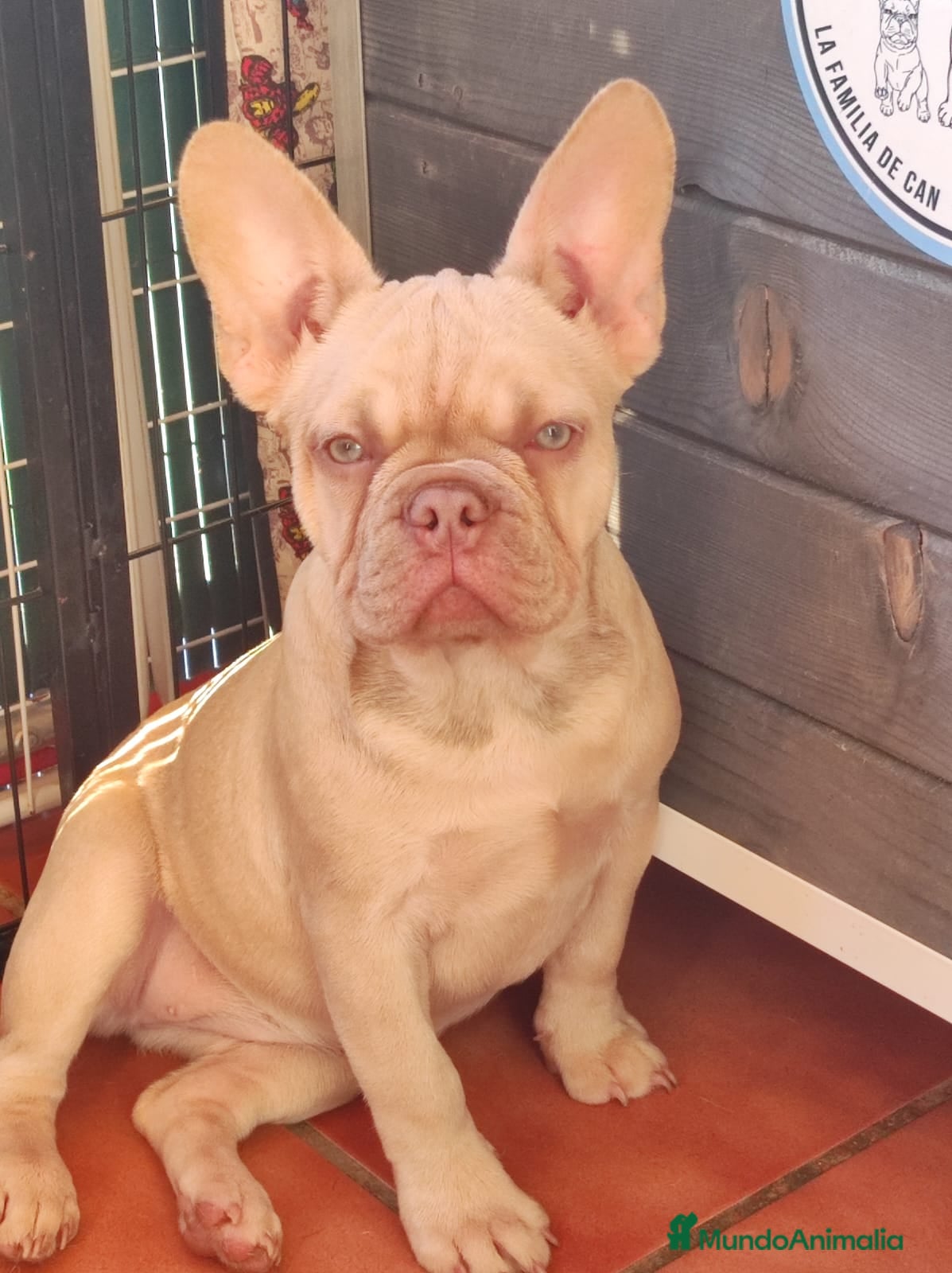 Bulldog Francés perros Isabella Fawn productora de New Shade 4 meses de e en Madrid - Anuncio 5
