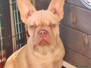 Bulldog Francés perros Isabella Fawn productora de New Shade 4 meses de e en Madrid - Anuncio 22