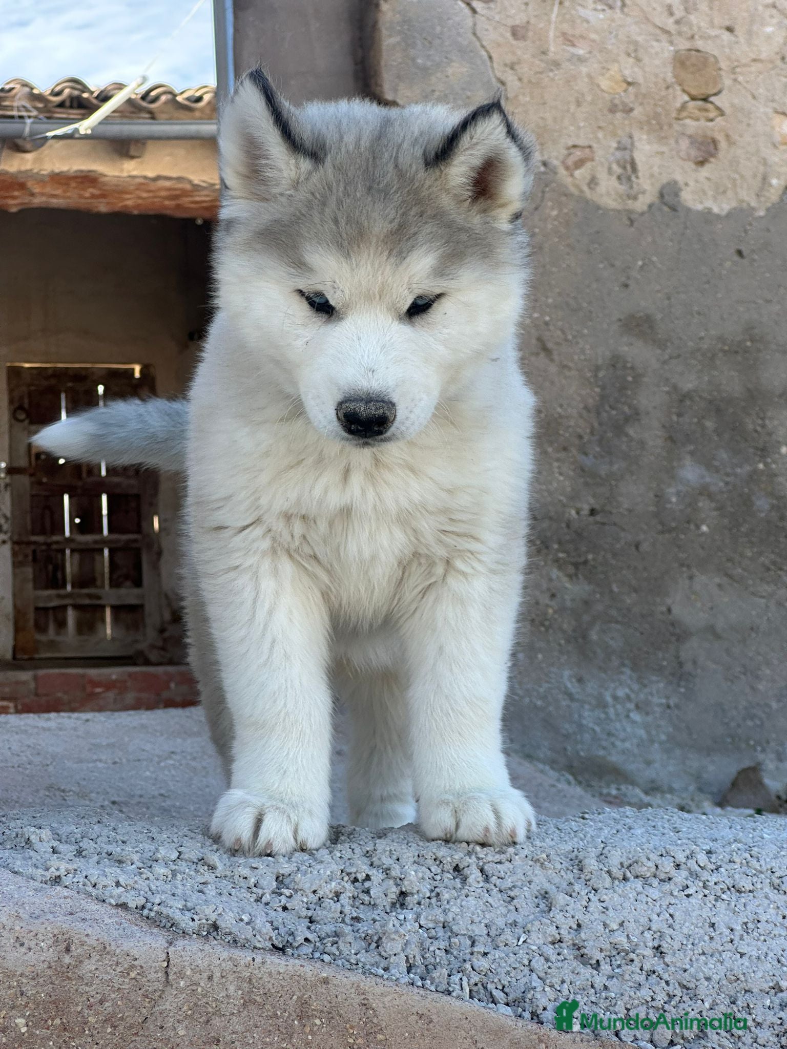 Husky Siberiano perros Husky gris blanco  - Anuncio 2