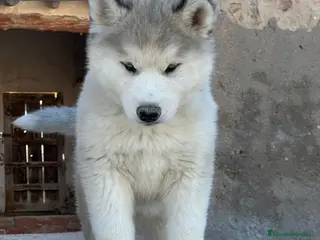 Husky Siberiano perros Husky gris blanco - Anuncio 2