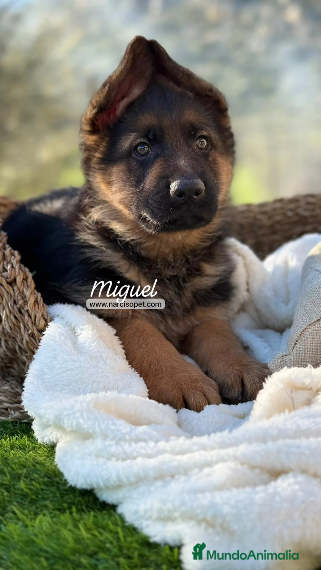 Pastor Alemán perros en venta: PASTOR ALEMAN - Anuncio 5