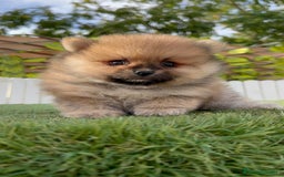 Pomerania perros en venta: POMERANIA - Imagen 15