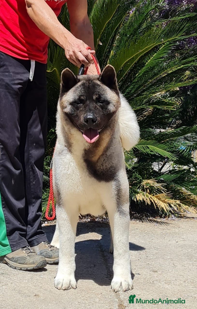 Akita Americano perros HEMBRA ADULTA EN ADOPCION RESPONSABLE - Anuncio 3