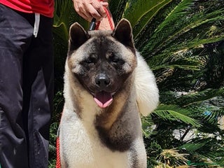 Akita Americano perros - Anuncio 1