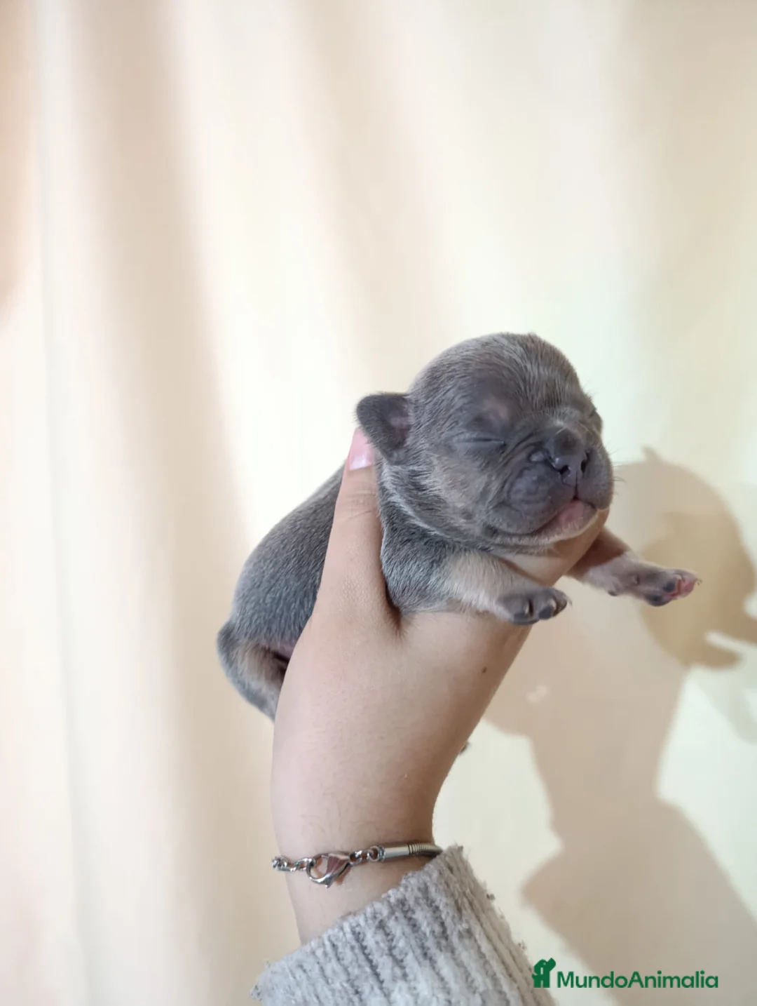 Bulldog Francés perros en venta: Bulldog francés exóticos  - Anuncio 2