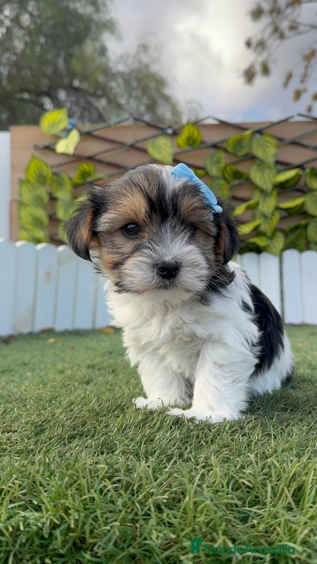 Yorkshire Terrier perros en venta: YORKSHIRE BIEWER - Anuncio 16