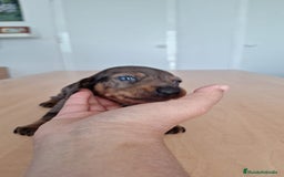 Teckel perros en venta: Teckel kaninchen  - Imagen 1