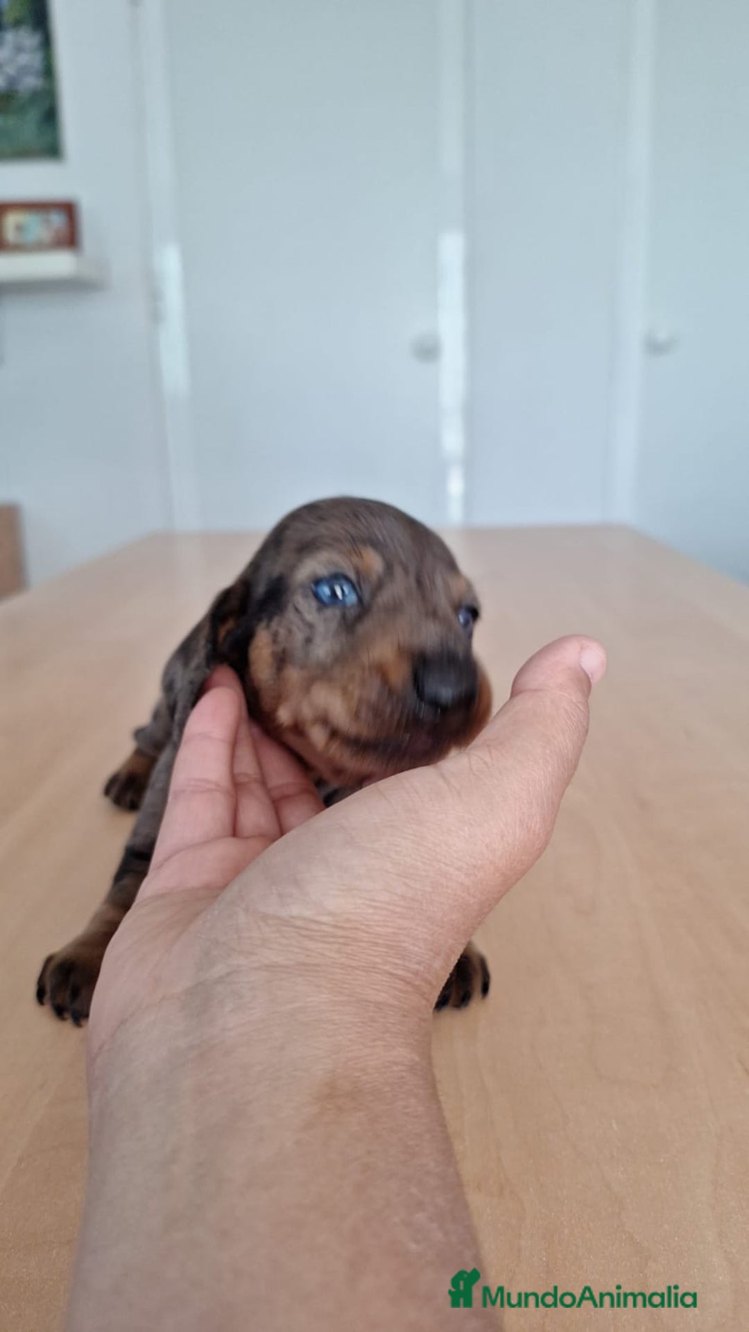 Teckel perros en venta: Teckel kaninchen  - Imagen 1
