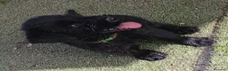 Schnauzer Gigante perros en venta: SchnauzerGiganteNegro - Anuncio 2