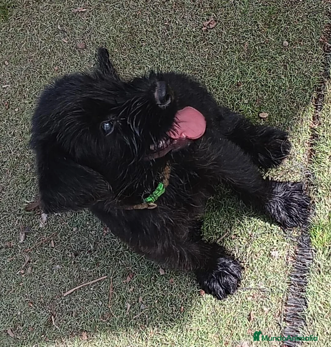 Schnauzer Gigante perros en venta: SchnauzerGiganteNegro - Anuncio 2