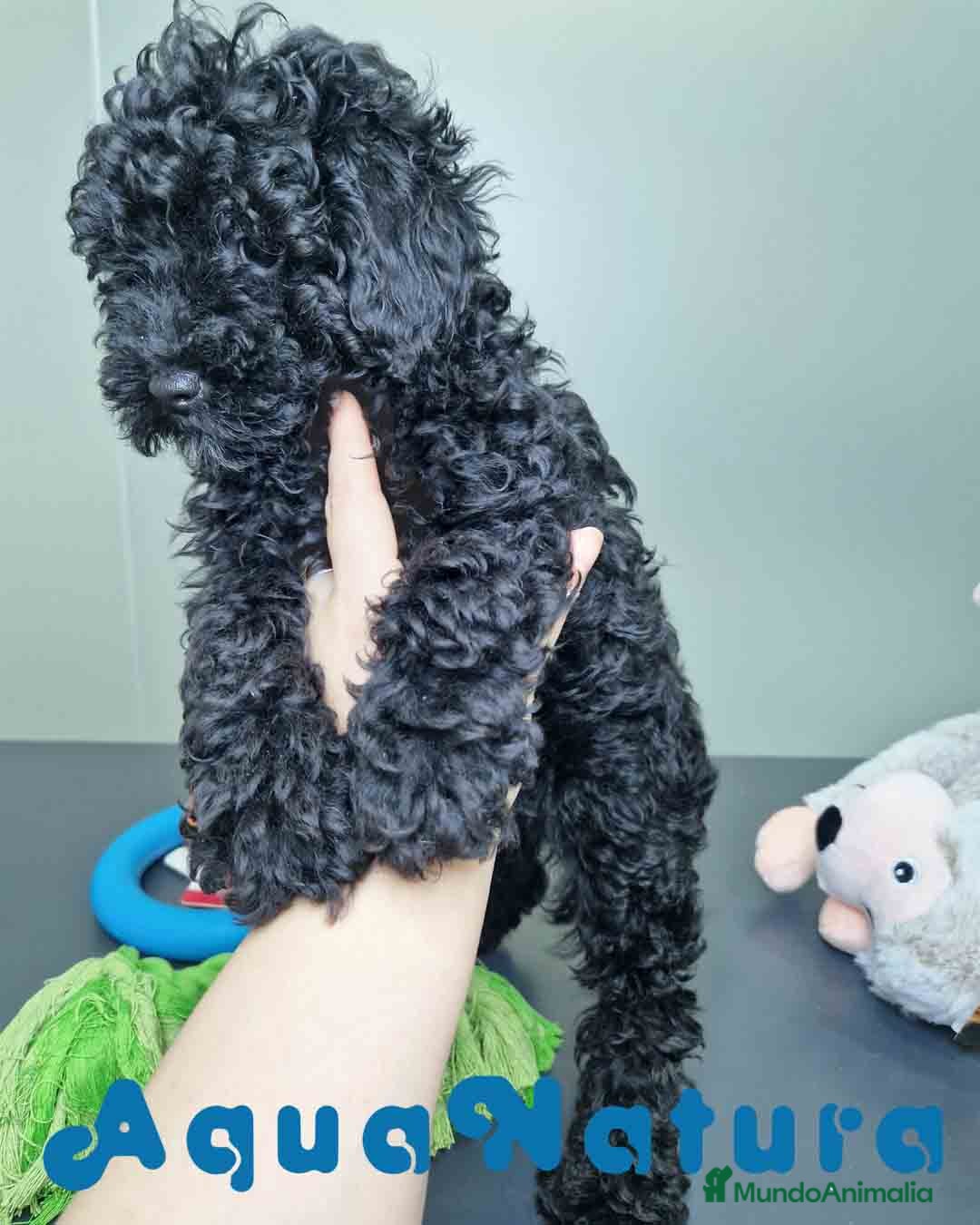 Caniche Enano perros en venta: Caniche Hembra CJMM 4801 AQUANATURA - Imagen 12