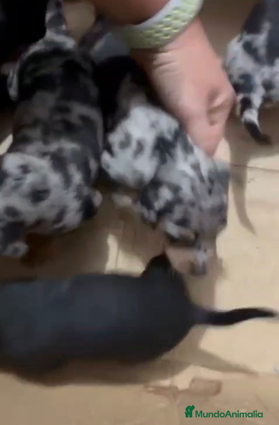 Pinscher Miniatura perros en venta: Pinscher miniatura  - Anuncio 3