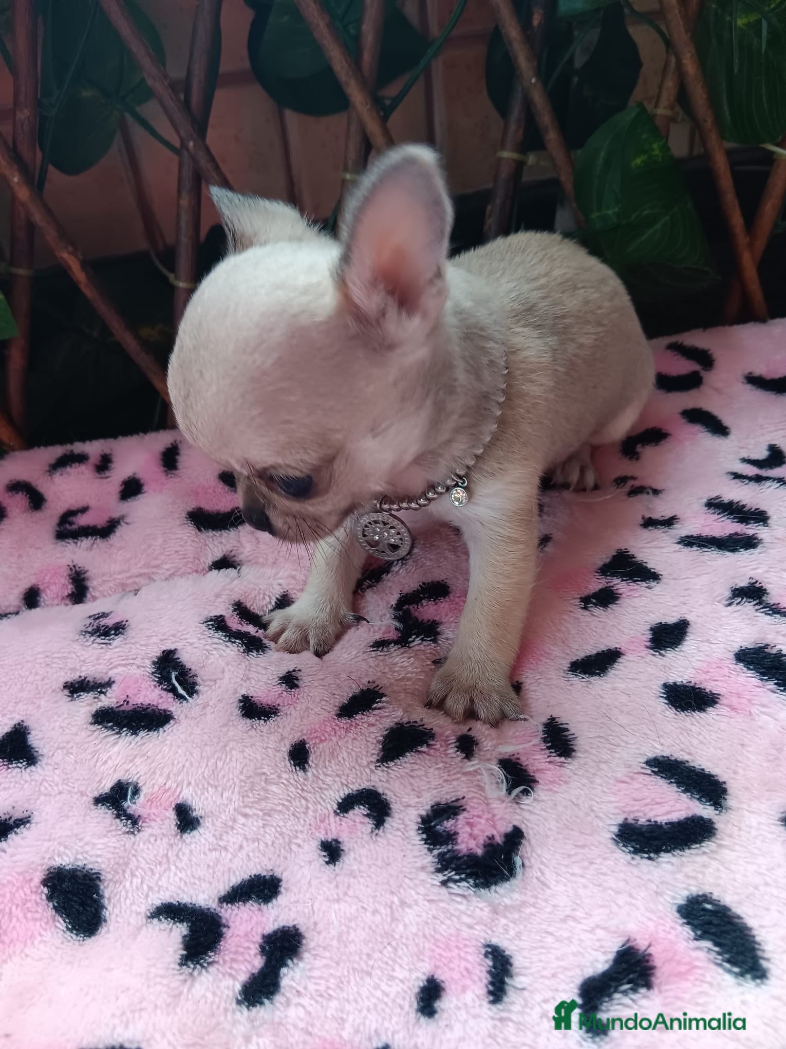 Chihuahua perros HEMBRITA CHIHUAHUA TOYS en Murcia - Anuncio 2
