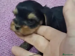 Yorkshire Terrier perros Espectacular camada de Yorkshire toy en Sevilla - Anuncio 1
