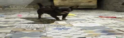 Chihuahua perros en venta: Chihuahua Isabella ojos azules  - Anuncio 2