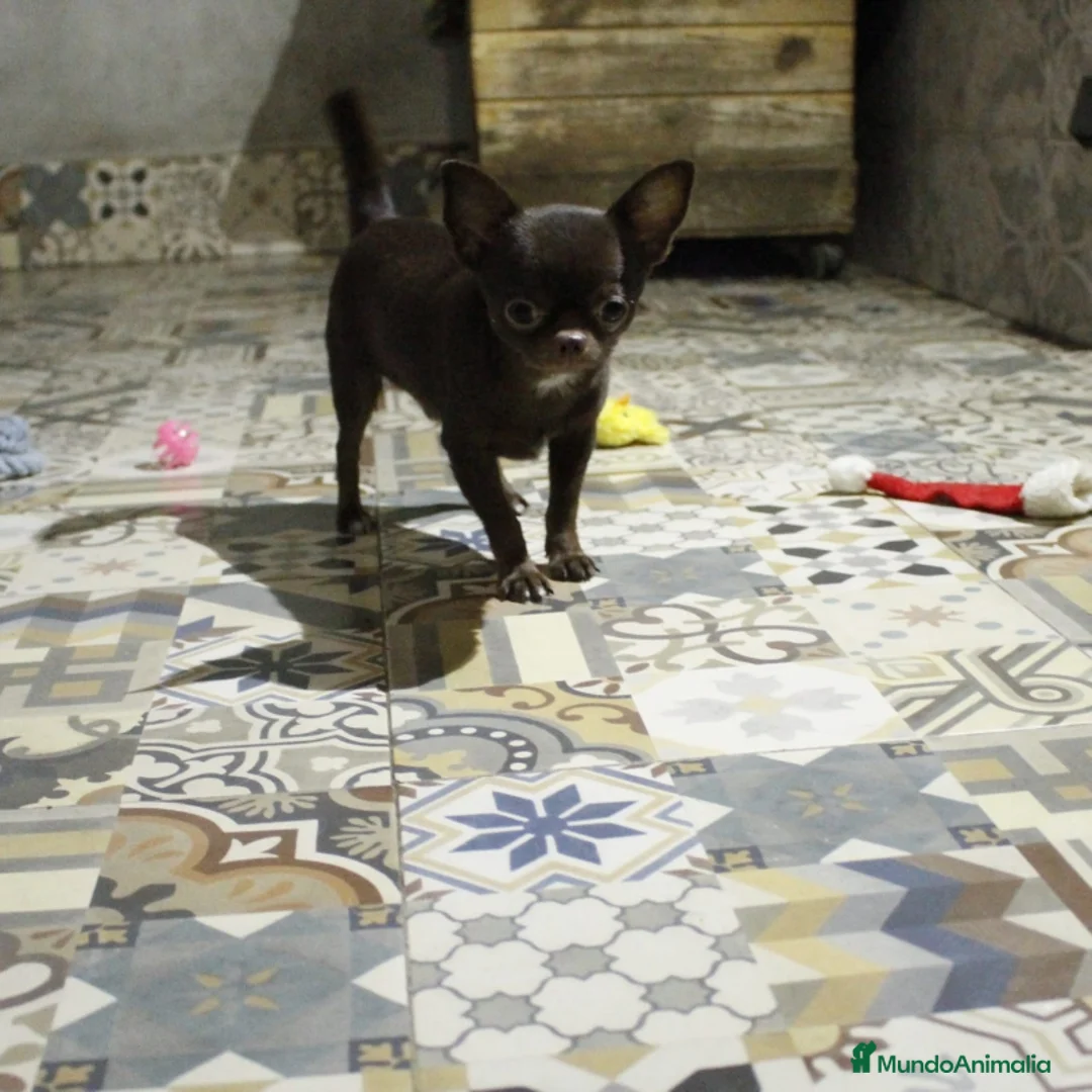 Chihuahua perros en venta: Chihuahua Isabella ojos azules  - Anuncio 2
