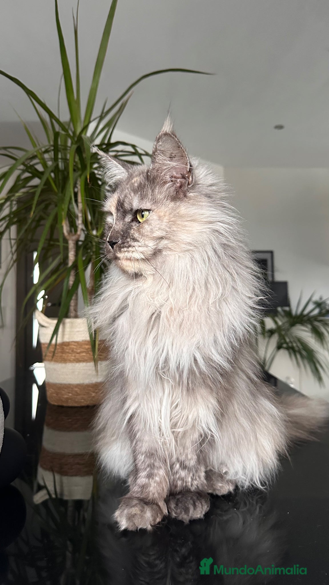 Maine Coon gatos Hembra Maine Coon  - Anuncio 1