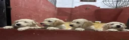 Golden Retriever perros en venta: Cachorros Golden Retriver - Anuncio 5
