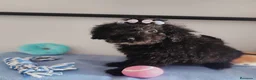 Perro de Agua Español perros en venta: Perro de agua  - Anuncio 1