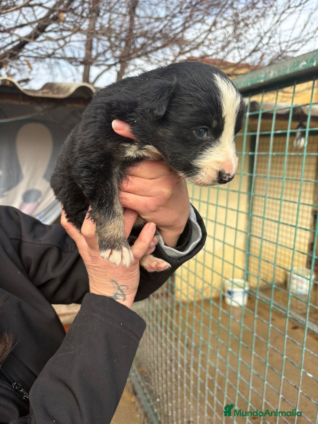 Border Collie perros en venta: Cachorro de Border Collie macho negro  - Anuncio 15