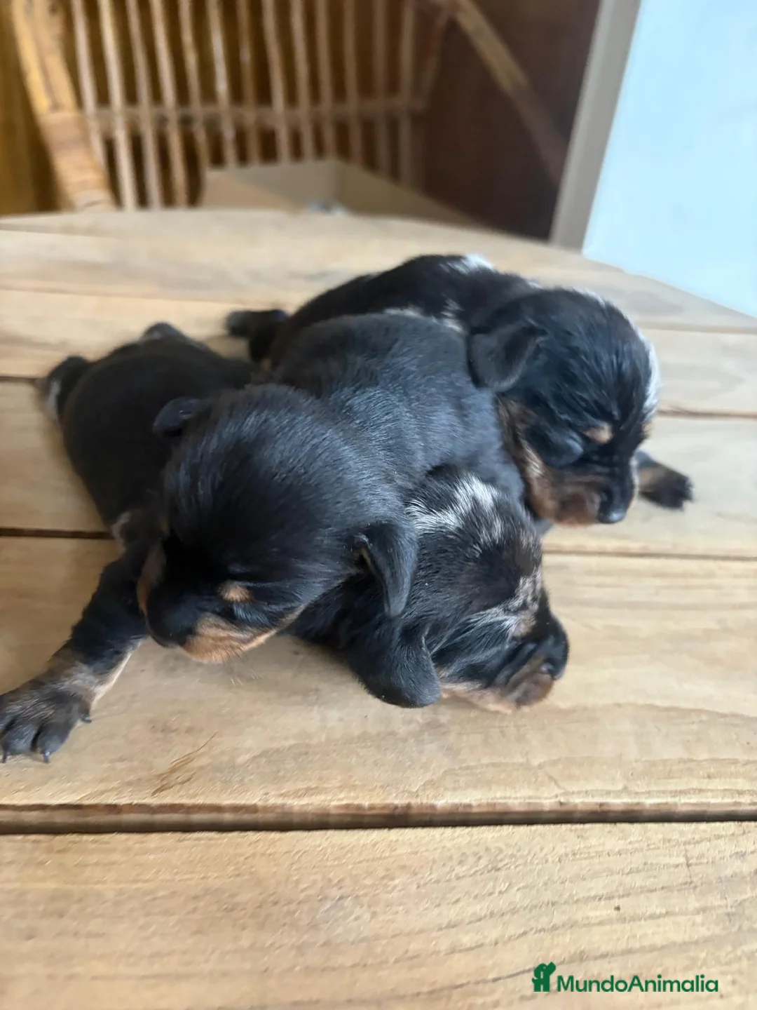 Teckel perros en venta: Dachshund   - Anuncio 4
