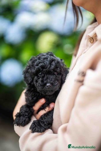 Imagen de galería {{count}}