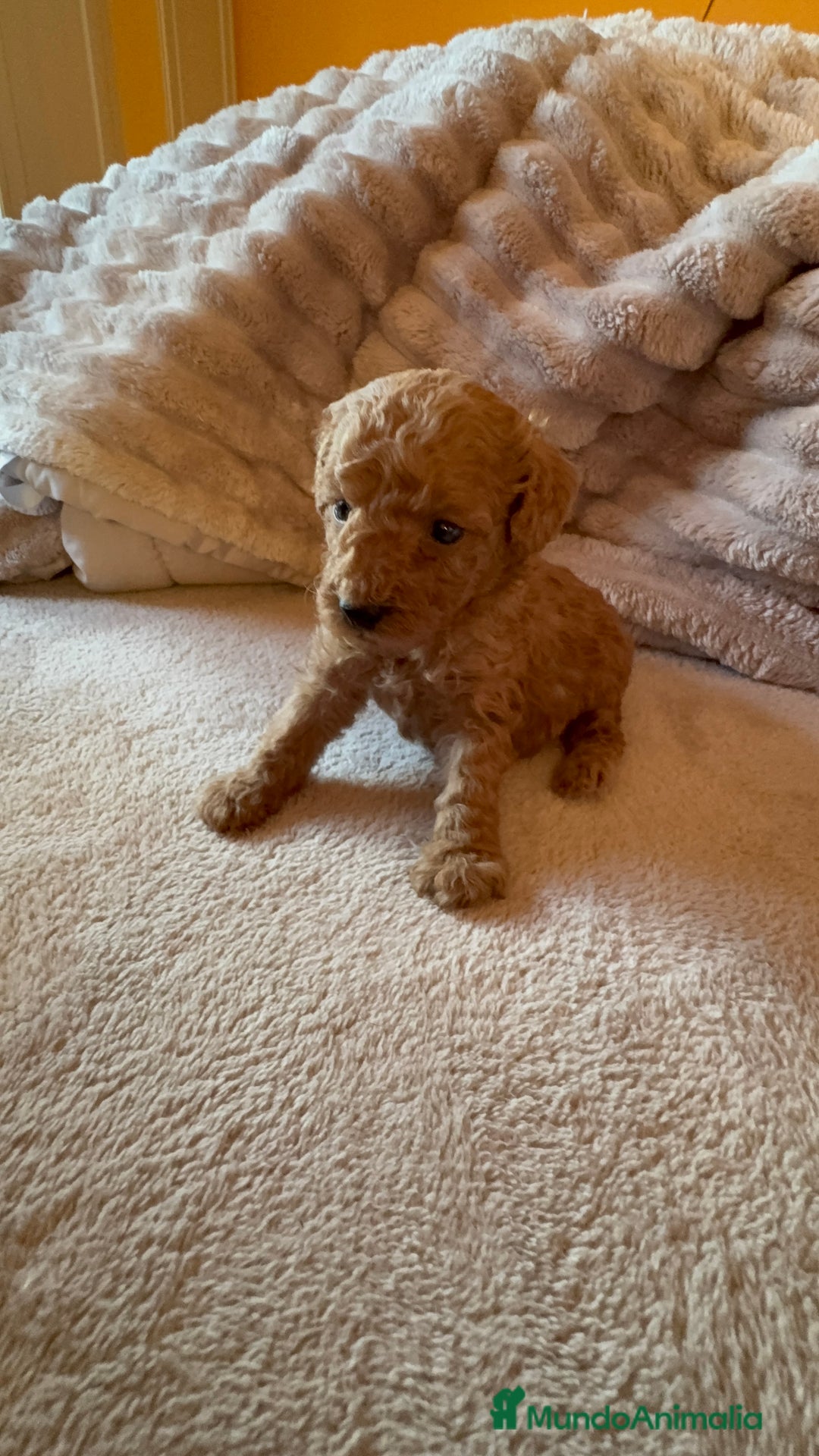 Caniche Toy perros en venta: Precioso cachorro Caniche Toy Rojo - Anuncio 8