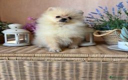 Pomerania perros en venta: Pomerania macho con toda la vacunación!!! - Anuncio 5