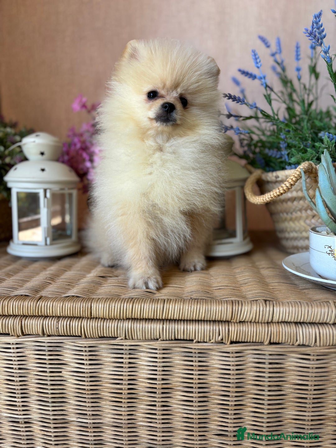 Pomerania perros en venta: Pomerania macho con toda la vacunación!!! - Anuncio 5