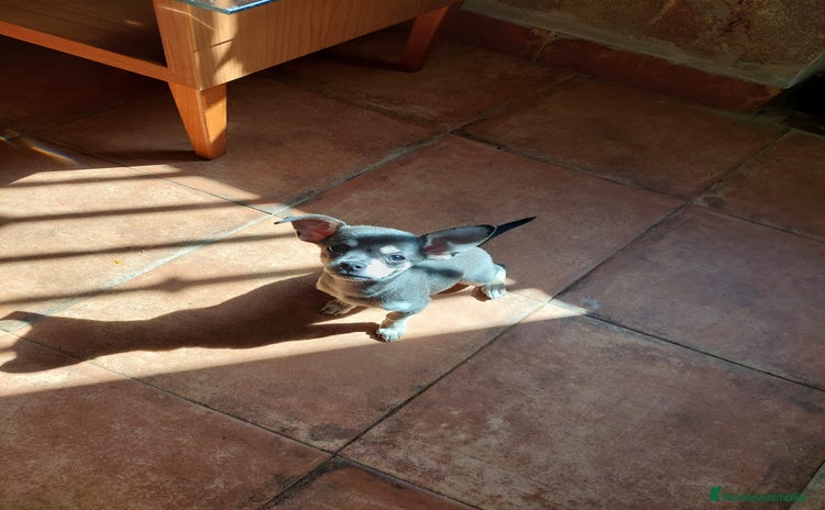 Chihuahua perros - Anuncio 3