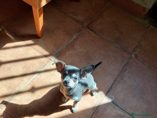 Chihuahua perros - Anuncio 39