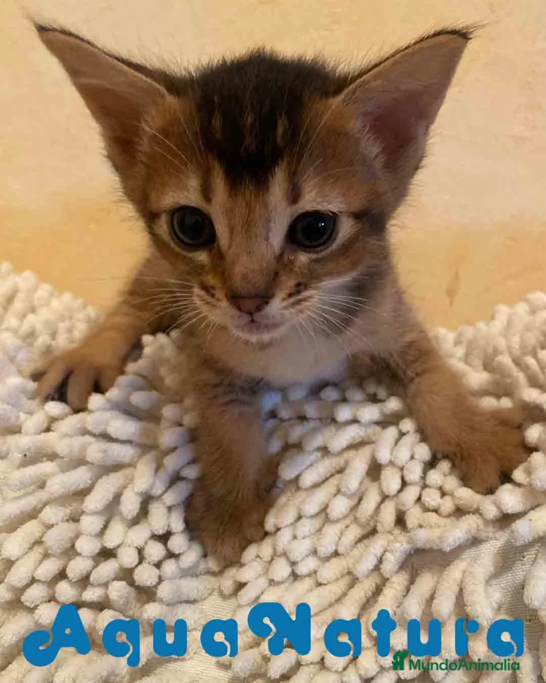 Abisinio gatos en venta: Abisinio Hembra de Santa 1837 - AQUANATURA en Barcelona - Anuncio 6