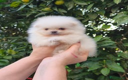 Pomerania perros en venta: Pomerania micro  línea rusa y coreana  - Anuncio 5