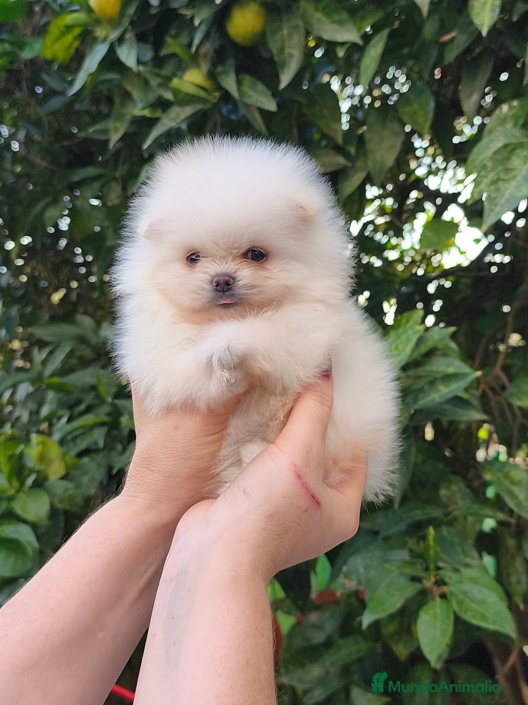 Pomerania perros en venta: Pomerania micro  línea rusa y coreana  - Anuncio 5