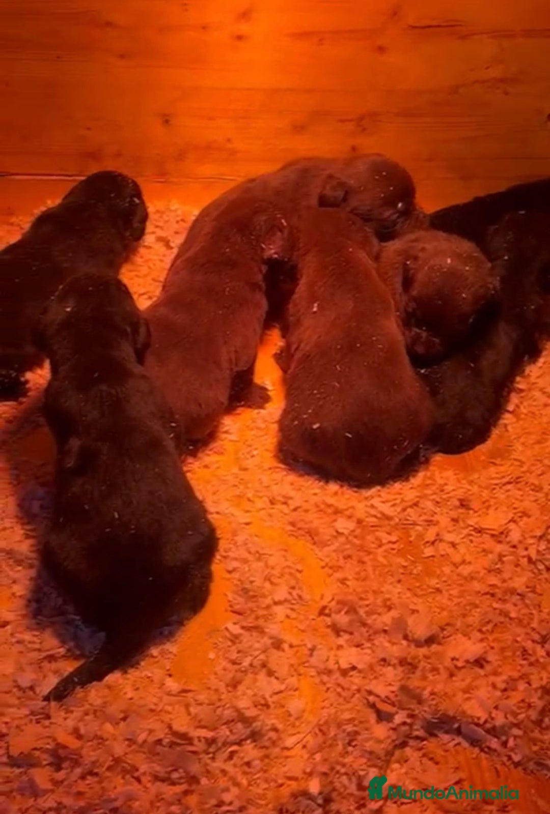 Labrador Retriever perros en venta: Labrador retriever nuevas camadas - Anuncio 5