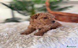 Caniche Toy perros en venta: CANICHE TOY - Anuncio 5