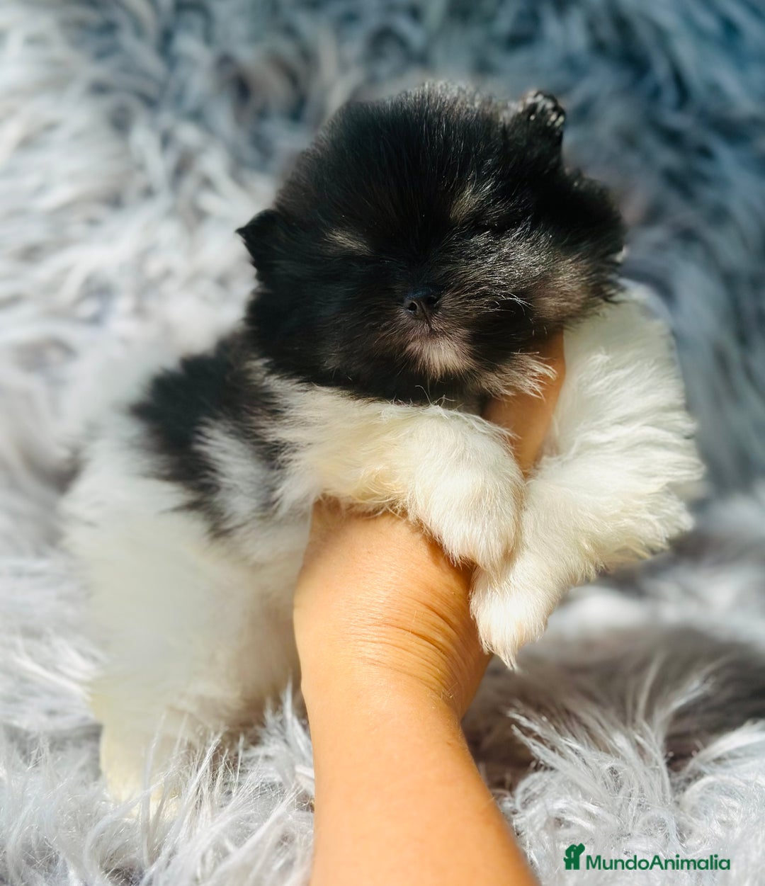 Pomerania perros en venta: POMERANIA TOY LINE RUSA - Imagen 4