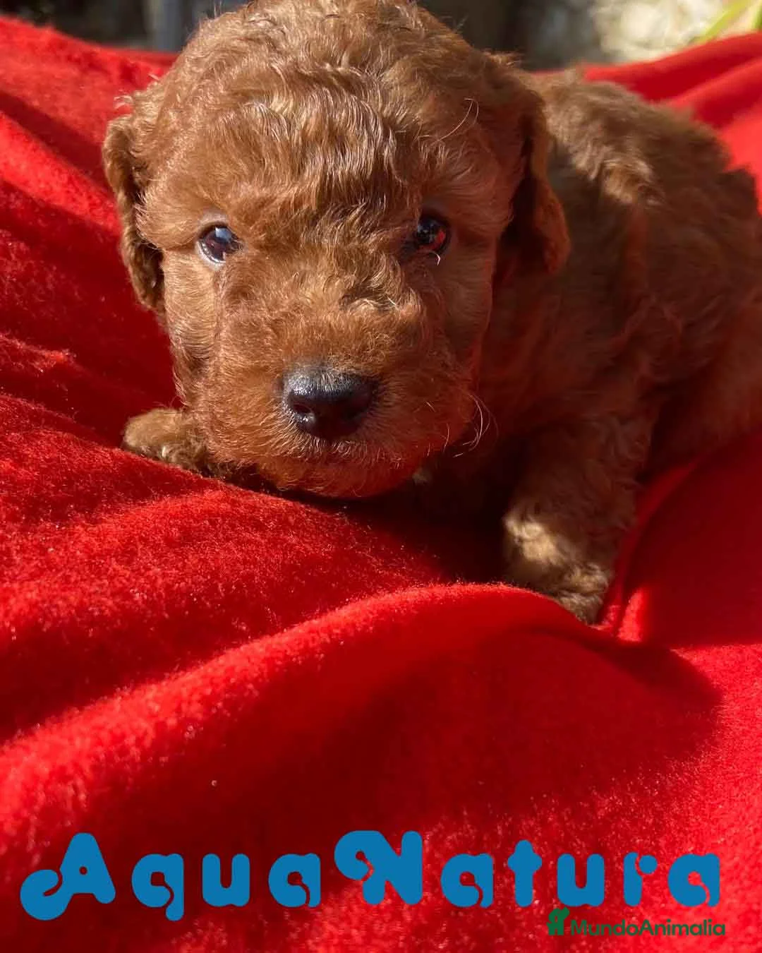 Caniche Toy perros en venta: Caniche Macho 7350 de Camila - AQUANATURA en Barcelona - Anuncio 5