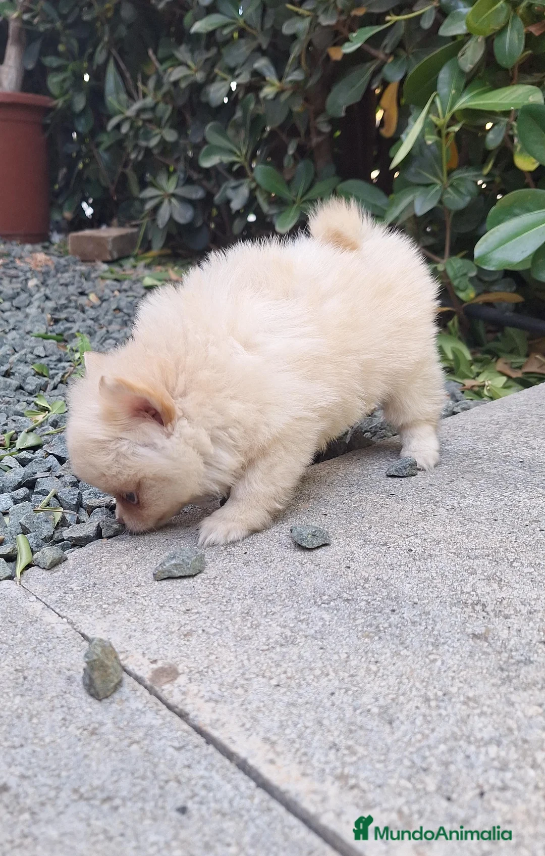 Pomerania perros en venta: Pomerania  - Anuncio 1