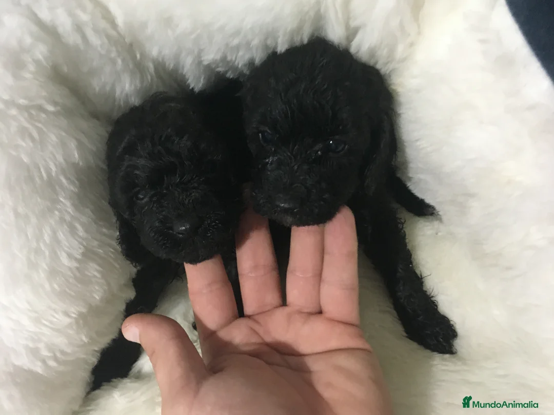 Caniche Toy perros en venta: CANICHES TOYS GRAN CALIDAD  en Murcia - Anuncio 3