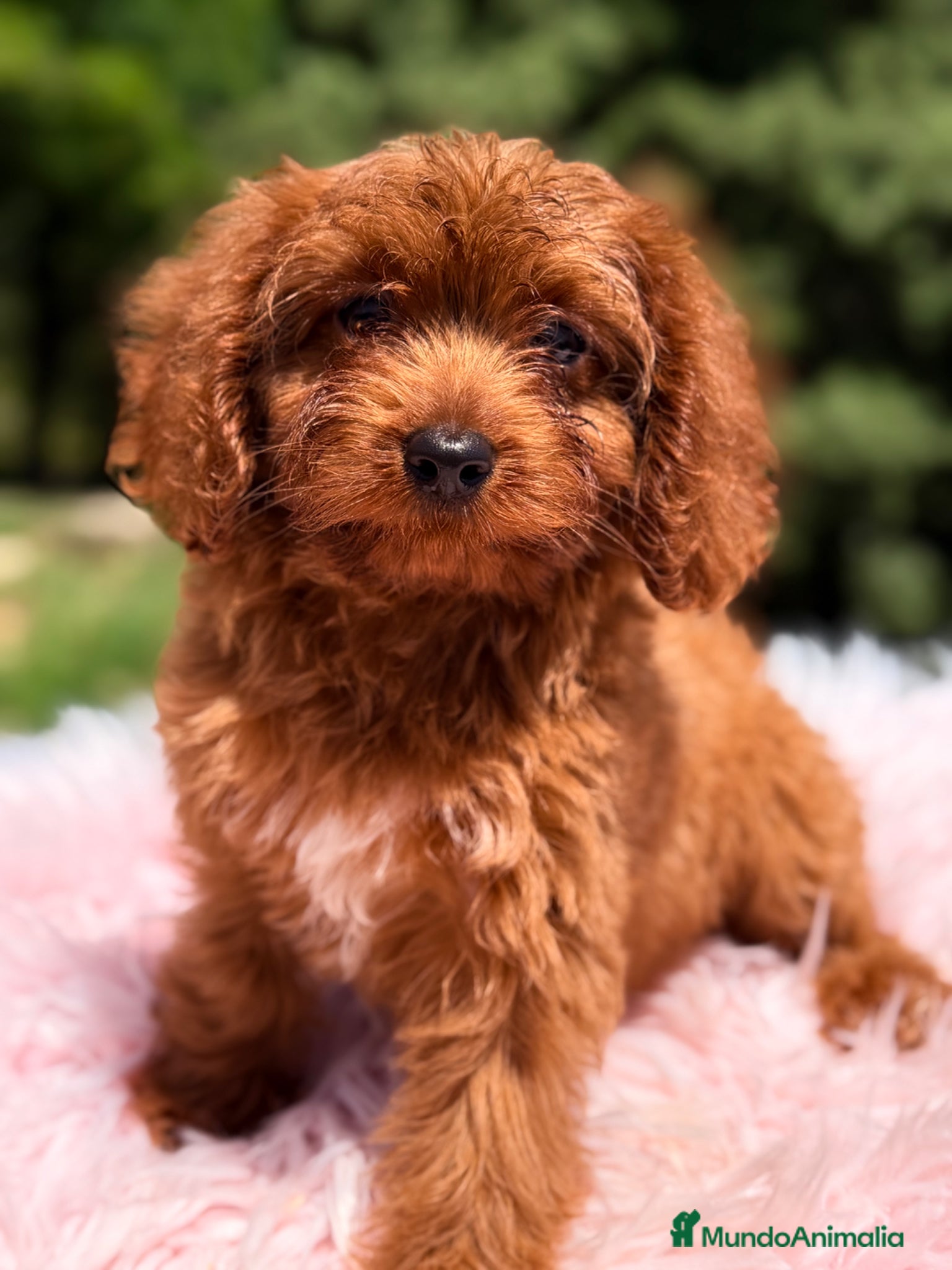 Cavapoo perros Cavapoo roja pimentón  - Anuncio 2