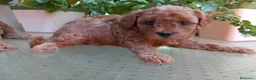 Caniche Toy perros en venta: Caniche toy rojo puppy poodle. - Anuncio 2