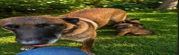 Pastor Belga Malinois perros en venta: PASTOR BELGA MALINOIS - Anuncio 6