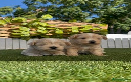 Maltipoo perros en venta: MALTIPOO MACHO - Imagen 3